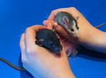 Удивительные крысятки ищут дом