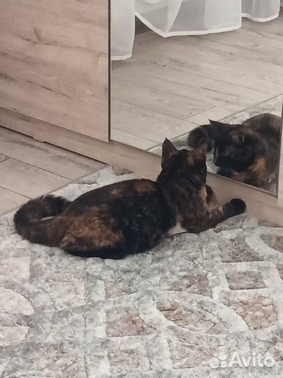 Кошечка красотка