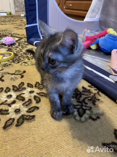 2 трёхмесячных котёнка