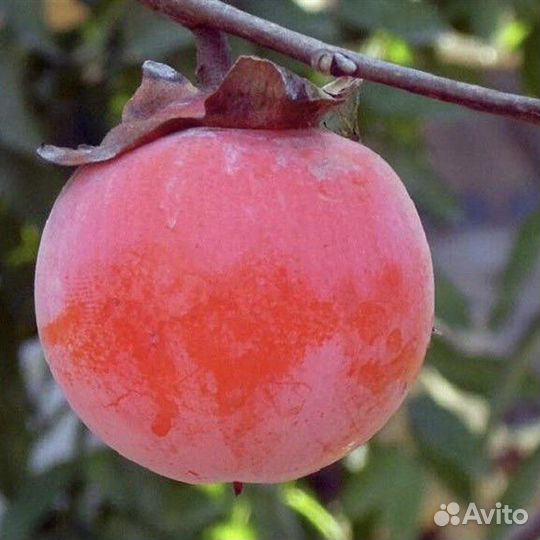 Хурма морозостойкая, редкие сорта, семена