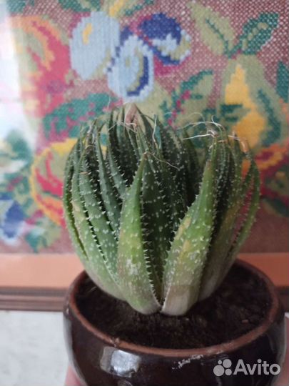 Кактус и суккулент