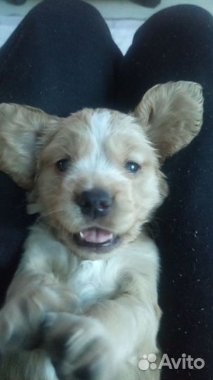 Продам щенка