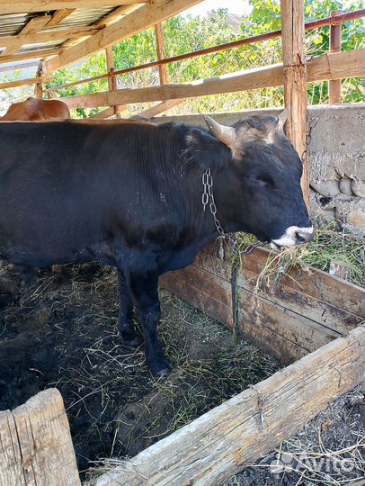 Два бычка одна телка