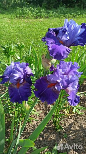 Ирисы бородатые сортовые