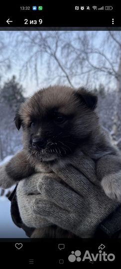 Детки -щеночки