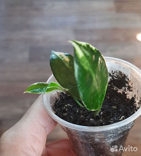 Хойи и дисхидии