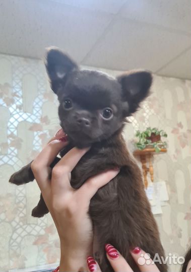 Шоколадка девочка дл/ш