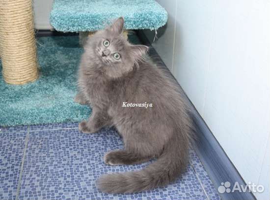 Голубой сибирский котик