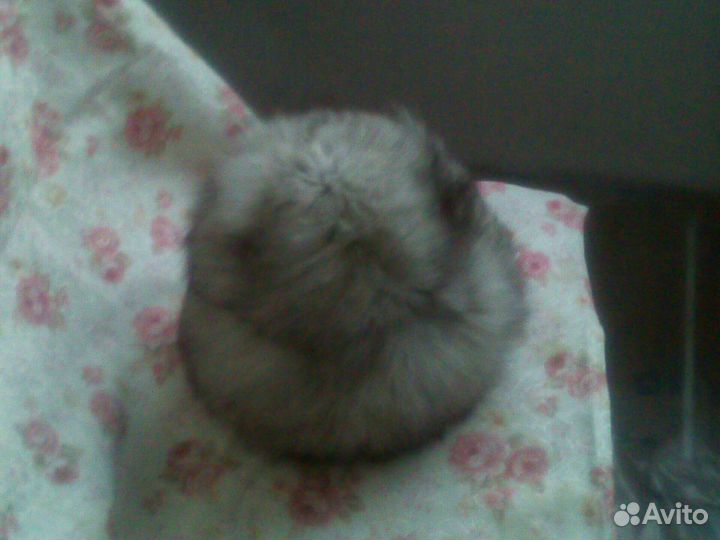 Шапка женская песец