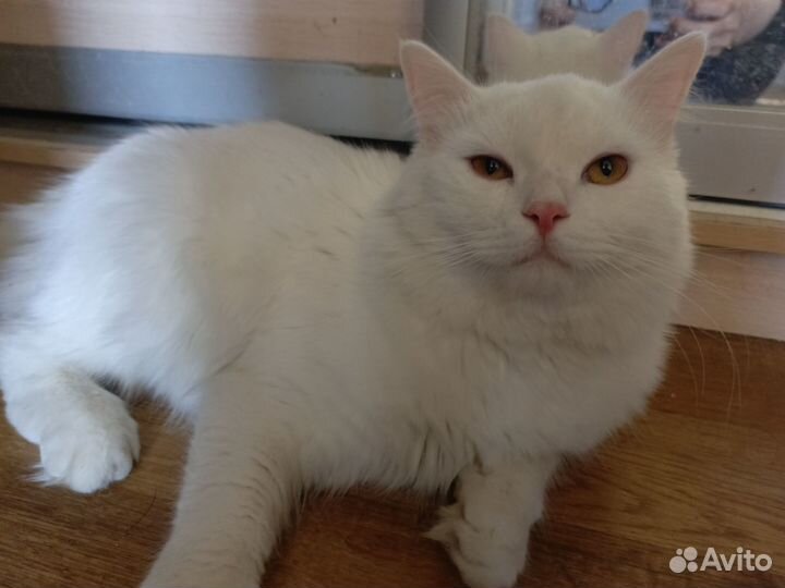 Отдам котика