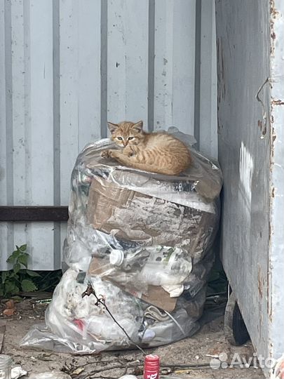 Спаси жизнь котенку, котята ищут дом и семью