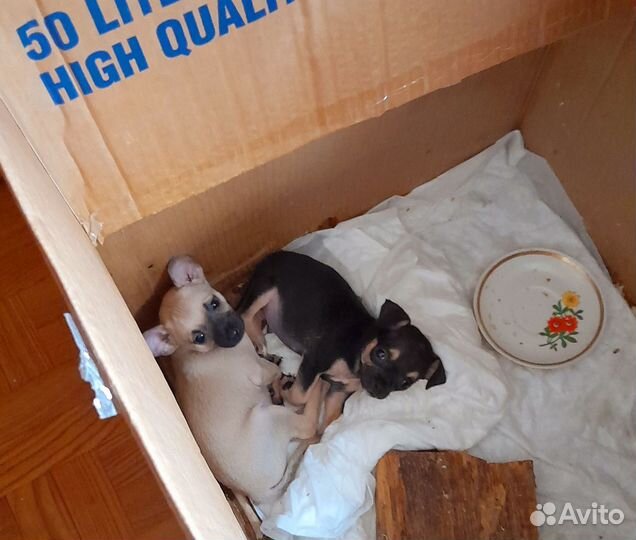 Щенки чихуахуа, мини