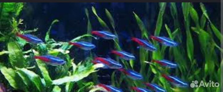 Рыбки оптом