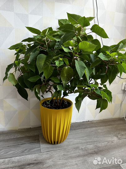 Пуансеттия