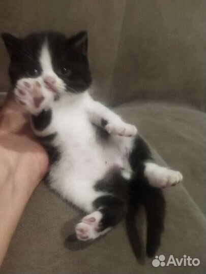 Британские котята