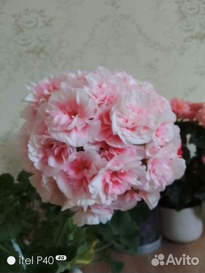 Пеларгония ириол eternite