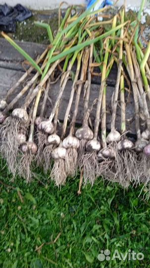 Домашние заготовки и чеснок