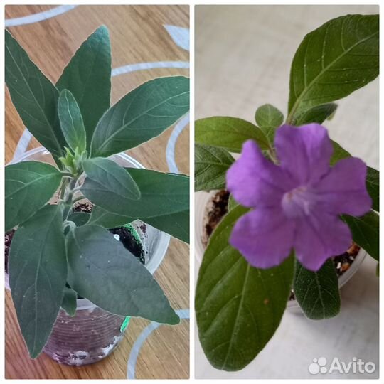 Комнатные растения цветы