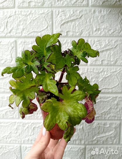 Колеусы в ассортименте