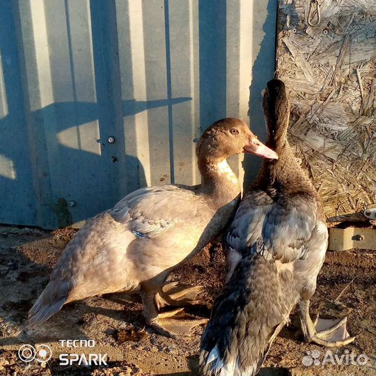 Мускусные утки тяжелые линии