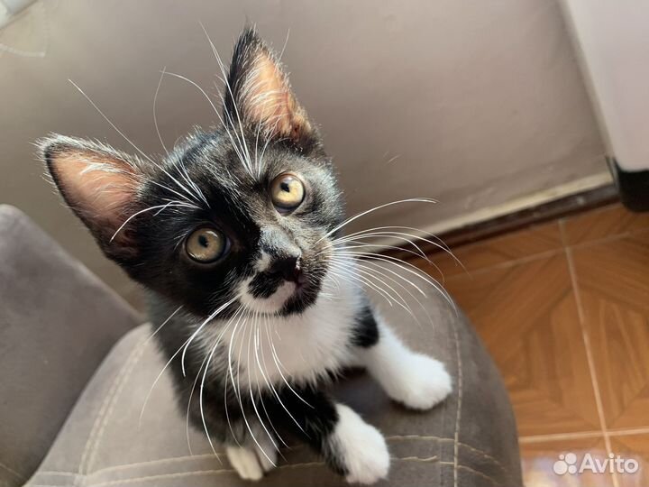 Чудесный котенок в добрые руки)