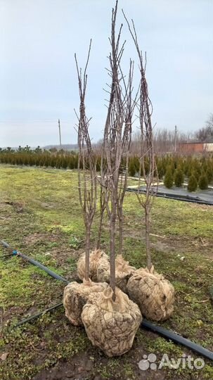 Продажа саженцев