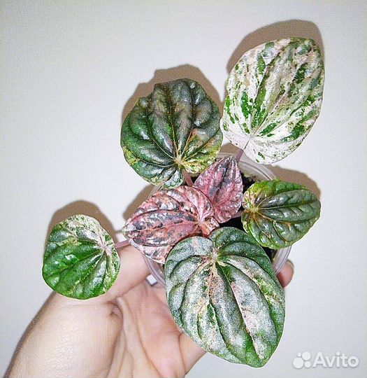 Пеперомия, монстера, хедера