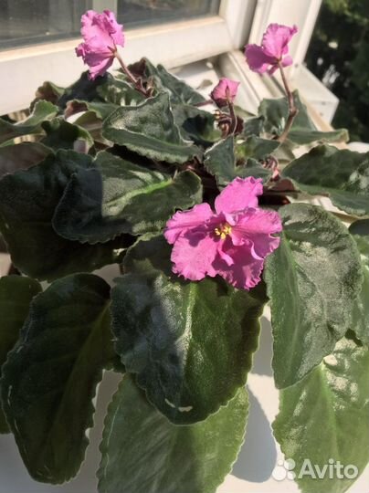 Листья фиалок