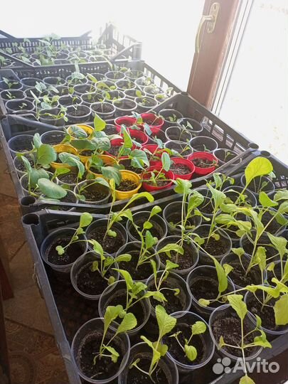 Рассада томатов, перца, капусты