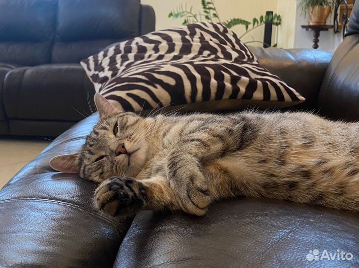 Кошка