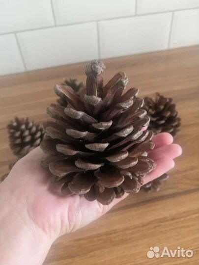 Крупные шишки пицундской сосны