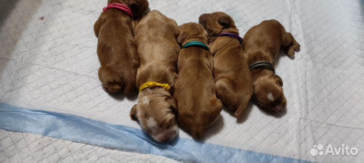 Щенки спаниеля