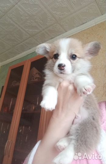 Щенки корги пемброк