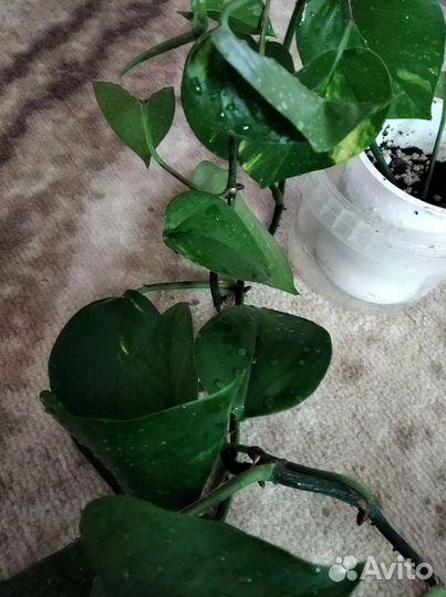 Сциндапсус