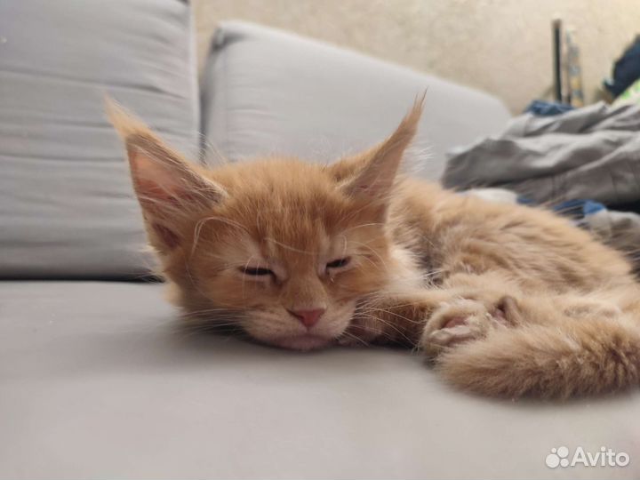 Котята мейн-кун полидакт