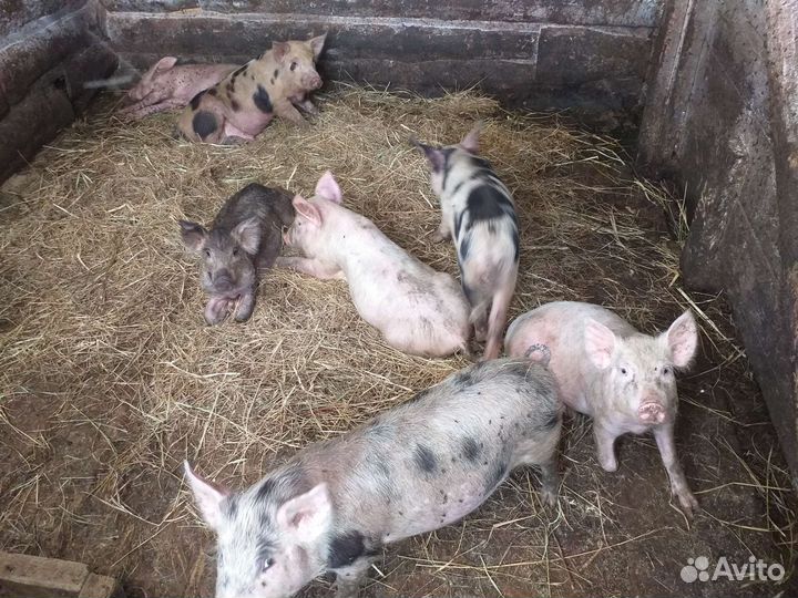 Поросята