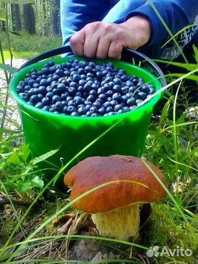 Ручная сборка свежие ягоды черники