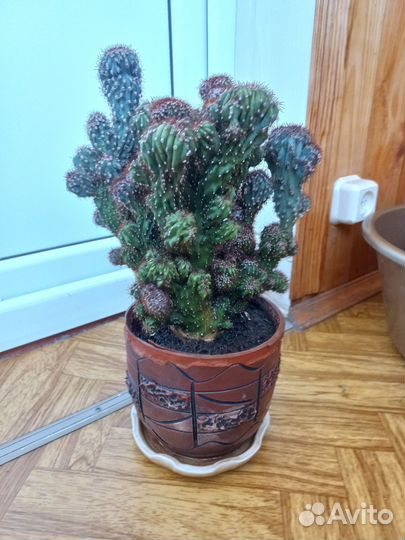 Кактус взрослый