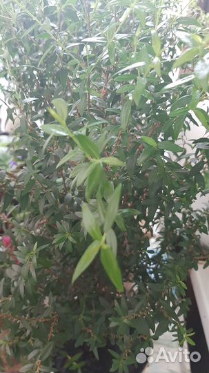 Миртовое дерево