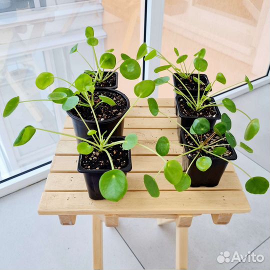 Пилея пеперомиевидная