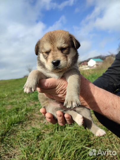 Щенки в добрые руки