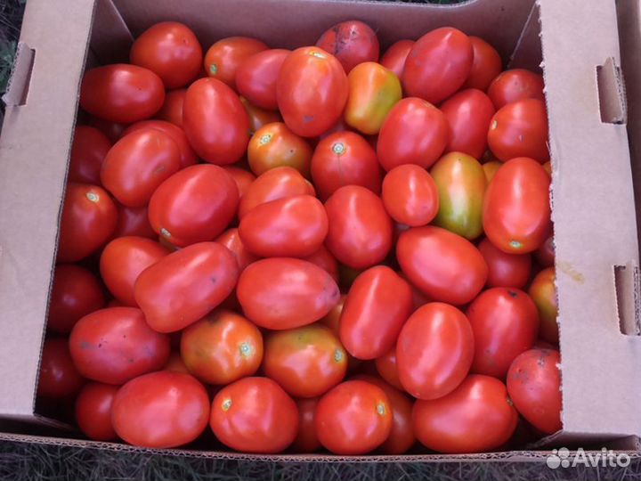 Семена Томата 