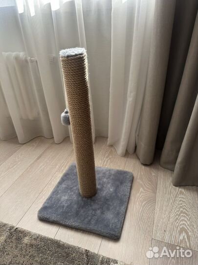 Отдам кота бесплатно+ деньги на еду каждый месяц