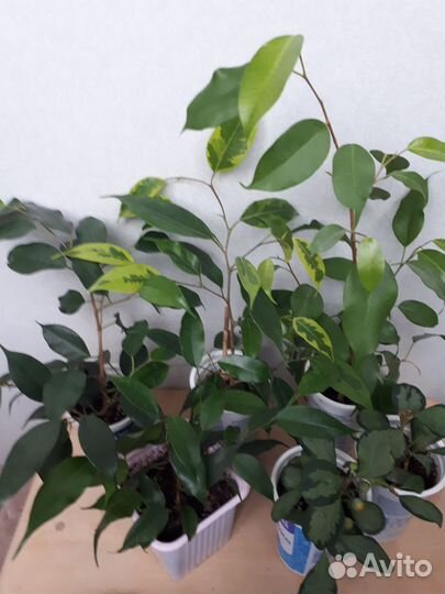 Сортовые фикусы