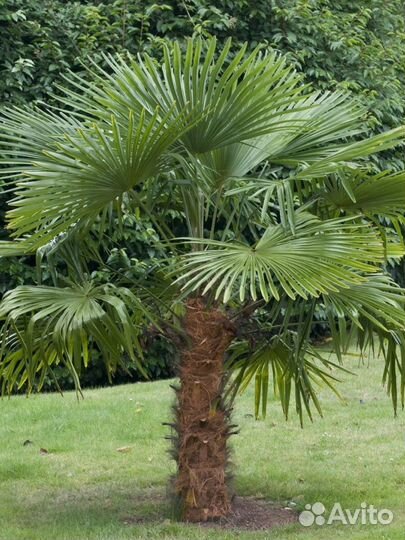 Пальма трахикарпус