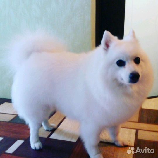 Стрижка собак и кошек. Без наркоза