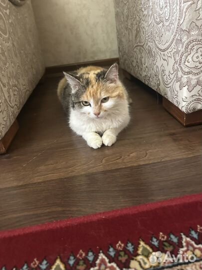 Шотландская