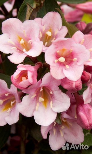 Вейгела сорт Танго