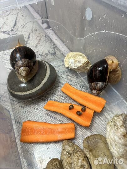 Улитки ахатины