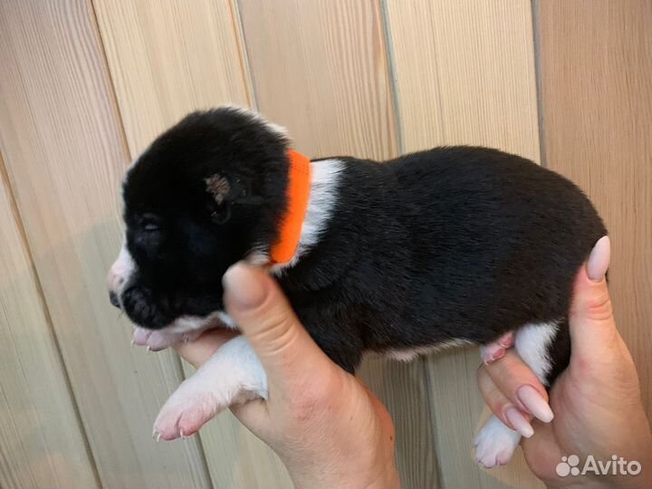 Щенки Алабая от титулованных родителей